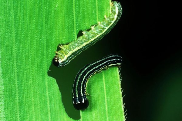 Genetically Modified Caterpillar Could be Potent Solution to Fight Farm Plague