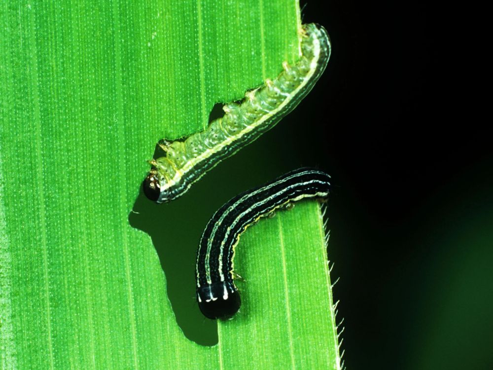 Genetically Modified Caterpillar Could be Potent Solution to Fight Farm Plague