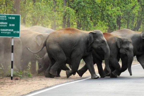 West Bengal Becomes Human-Elephant Conflict Zone Amid Receding Forest Cover