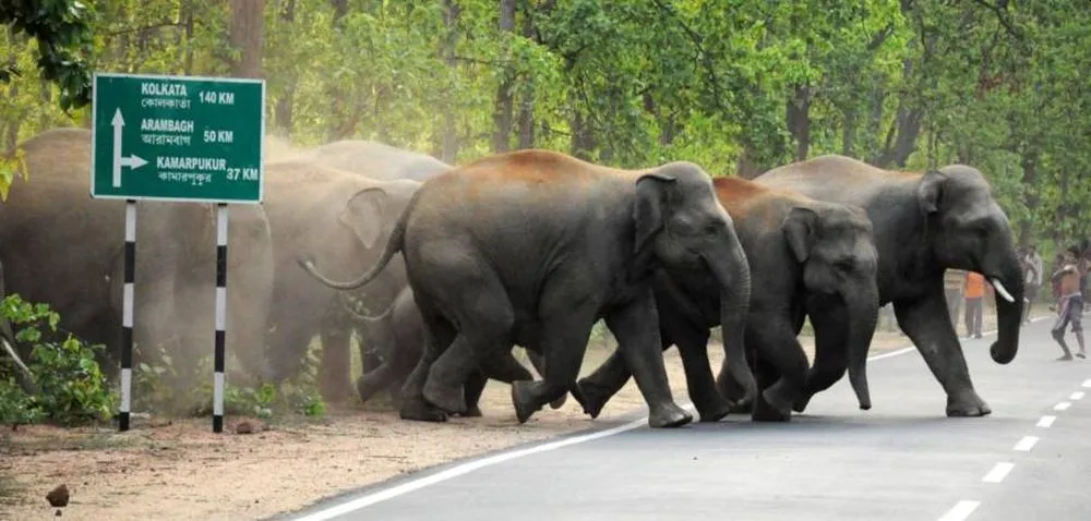 West Bengal Becomes Human-Elephant Conflict Zone Amid Receding Forest Cover