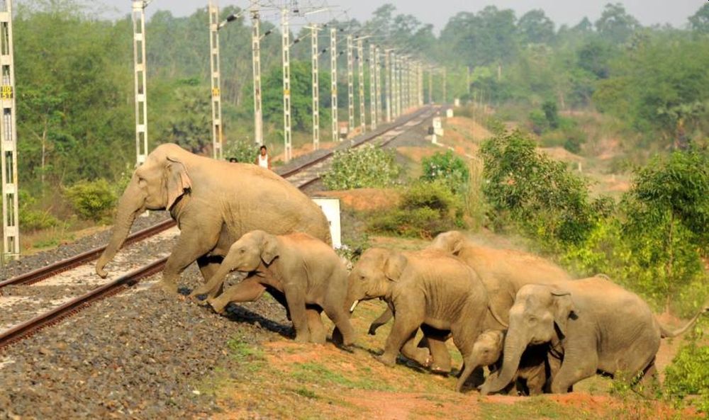 West Bengal Becomes Human-Elephant Conflict Zone Amid Receding Forest Cover