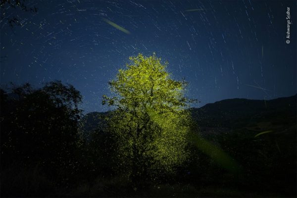 Aishwarya Sridhar First Indian Female Photographer to Win a “Wildlife Photography of the Year” Award