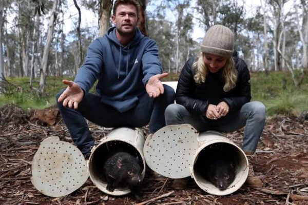 Historic Return of Tasmanian Devils to Mainland Australia in 3000 Years