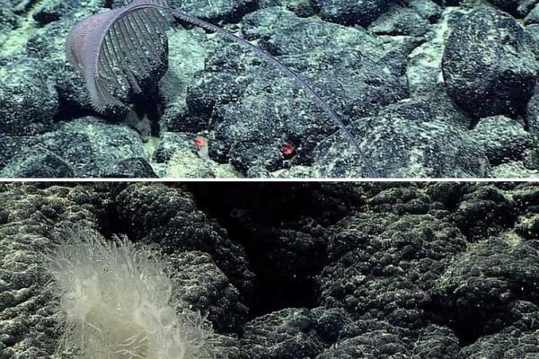 New Species of Black Coral Found in Northern Seabed of Pacific Ocean