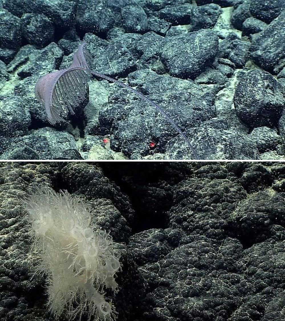 New Species of Black Coral Found in Northern Seabed of Pacific Ocean
