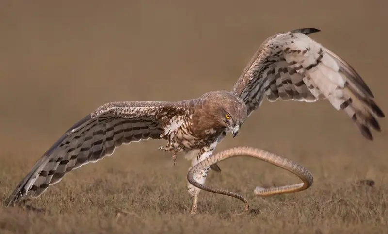 Sambath Subbaiah Photo at Wildlife Photography of the Year