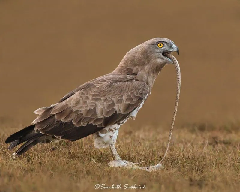 Sambath Subbaiah's Photo Commended at Wildlife Photography of the Year