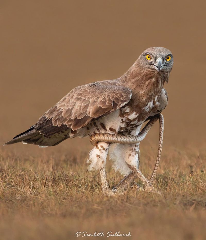 Sambath Subbaiah's Photo Commended at Wildlife Photography of the Year