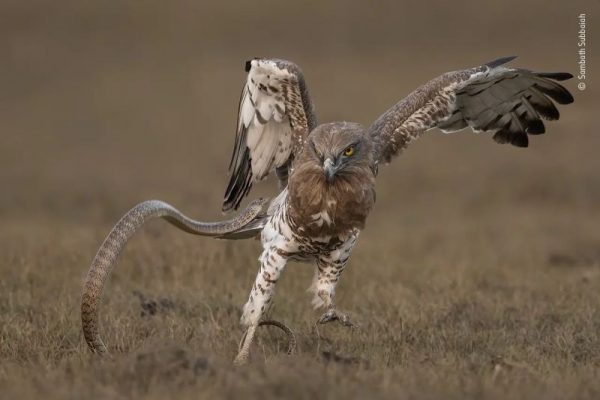 Sambath Subbaiah's Photo Commended at Wildlife Photography of the Year