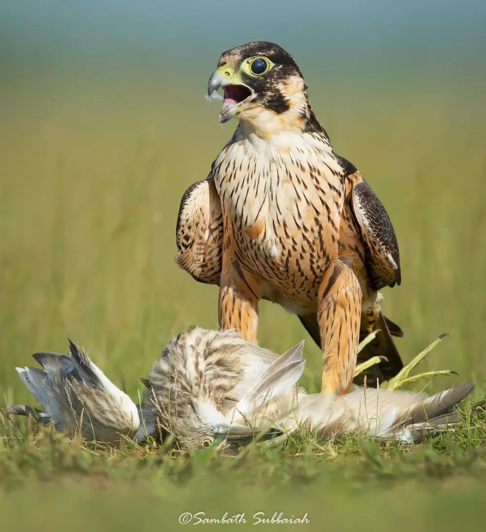 Sambath Subbaiah Wildlife Photography