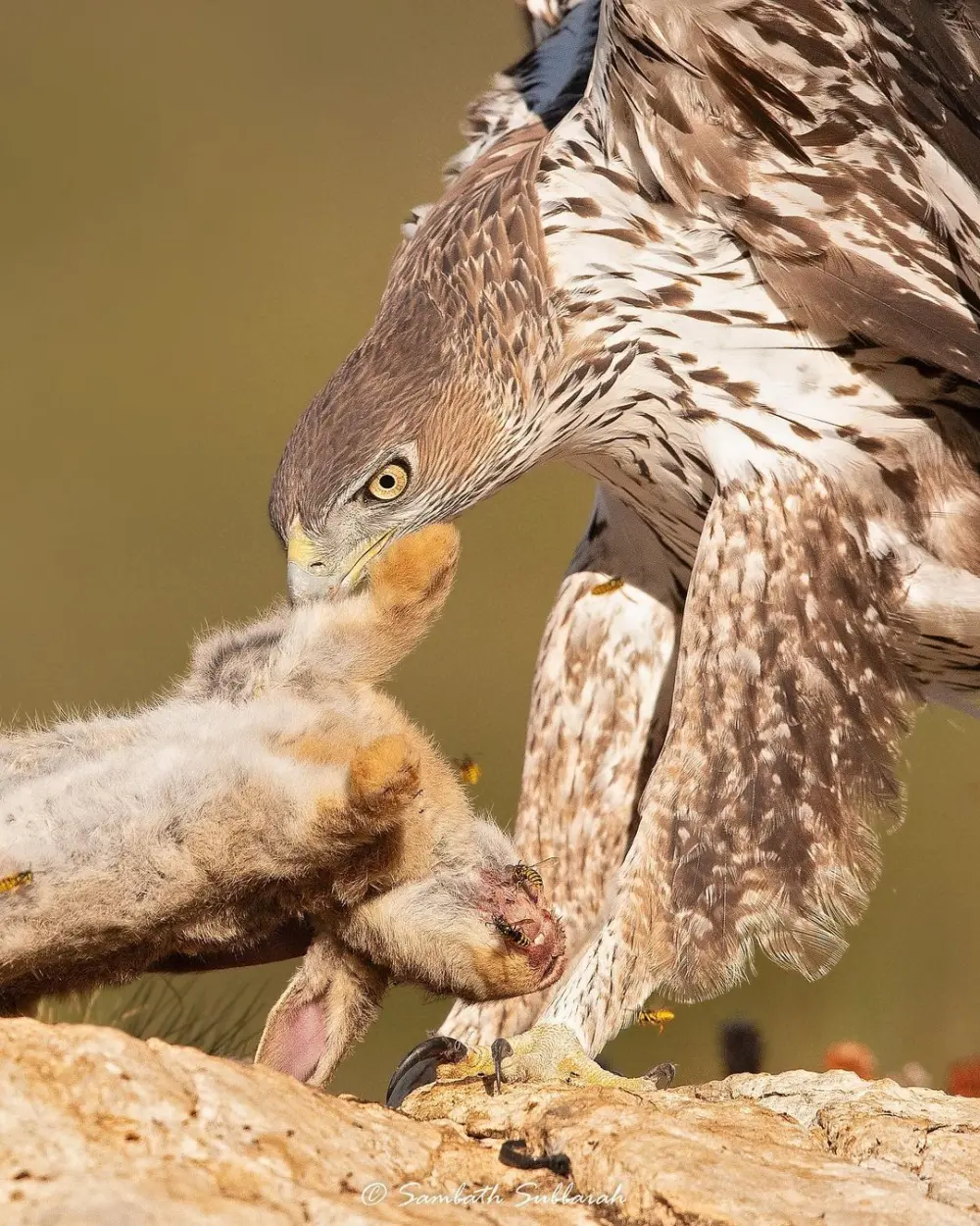 Sambath Subbaiah Wildlife Photography