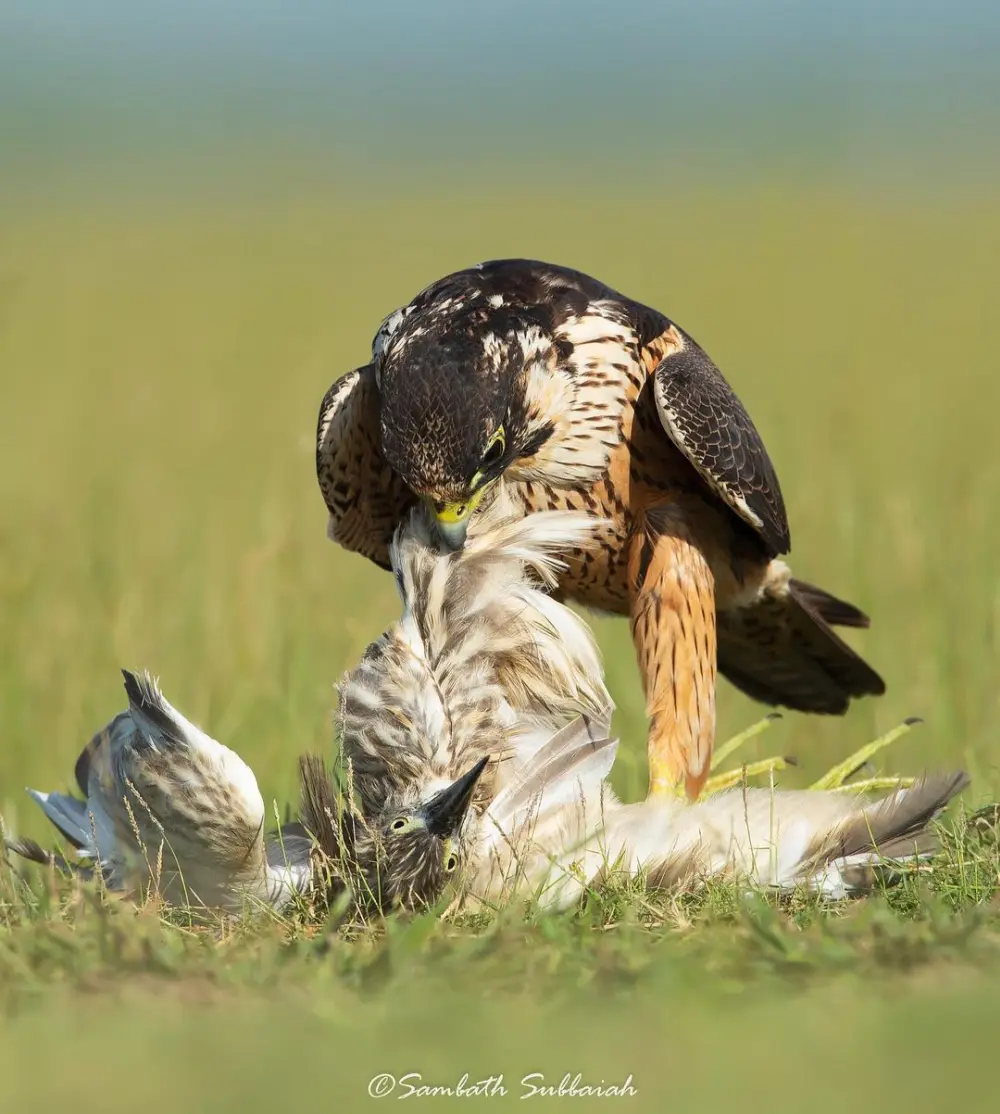 Sambath Subbaiah Wildlife Photography