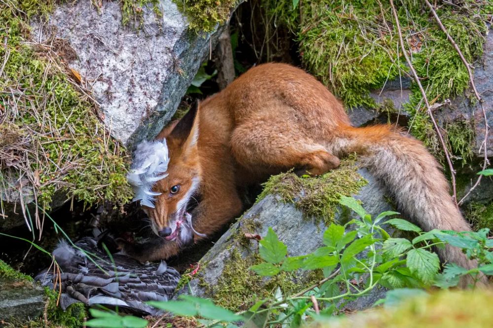 Winners of the Wildlife Photography of the Year 2020 Will Warm Up Your Heart