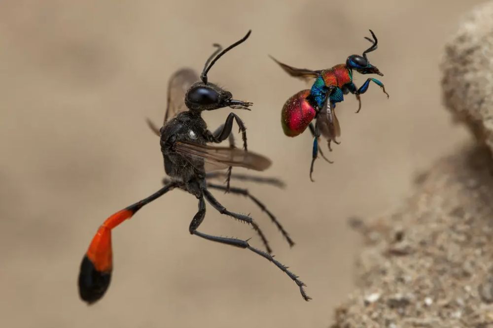 Winners of the Wildlife Photography of the Year 2020 Will Warm Up Your Heart