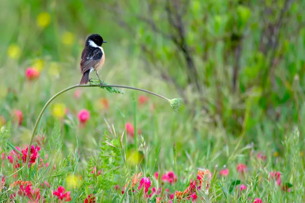 Winners of the Wildlife Photography of the Year 2020 Will Warm Up Your Heart