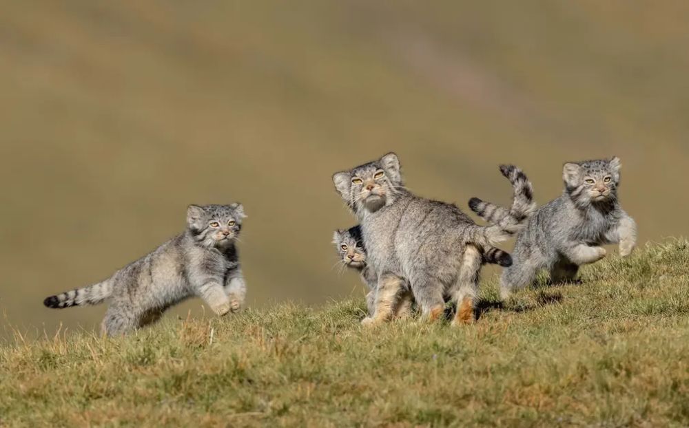 Winners of the Wildlife Photography of the Year 2020 Will Warm Up Your Heart