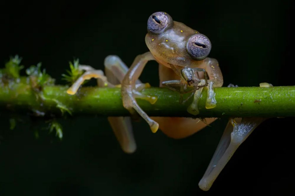 Winners of the Wildlife Photography of the Year 2020 Will Warm Up Your Heart