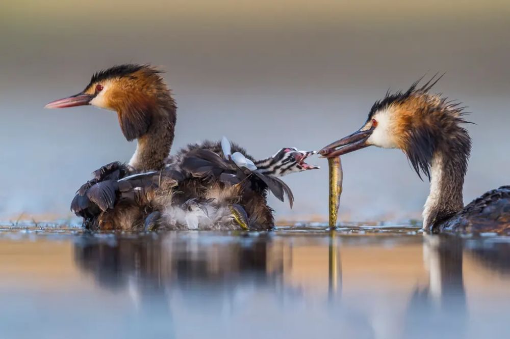 Winners of the Wildlife Photography of the Year 2020 Will Warm Up Your Heart