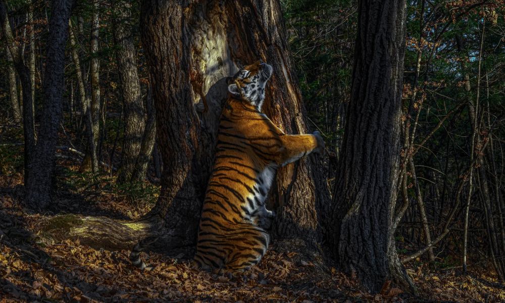 The Embrace by Sergey Gorshkov