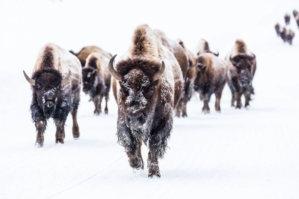 Yellowstone National Park Threatened by Climate Change