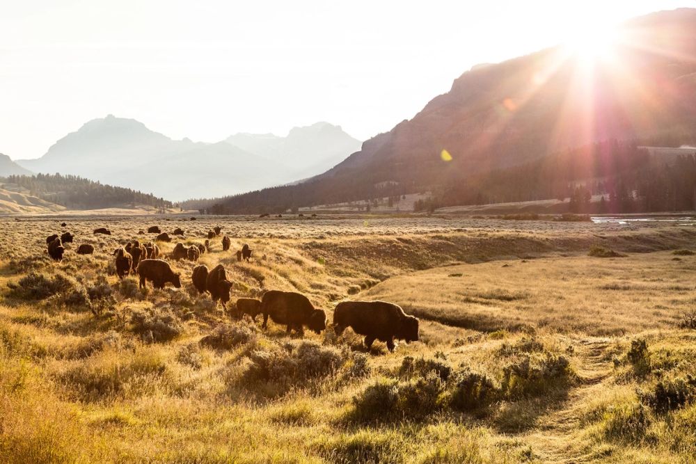 Yellowstone National Park Threatened by Climate Change