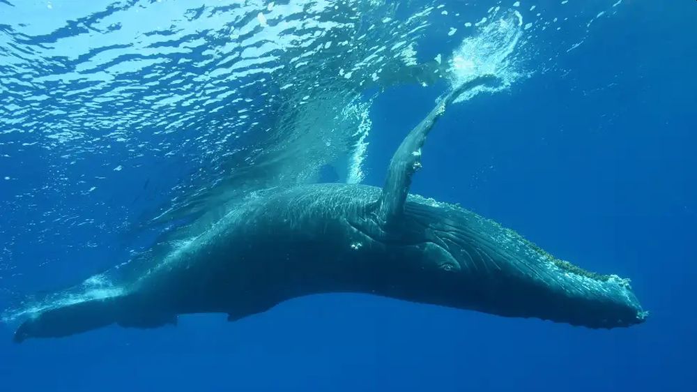 Scientists Voice Concerns over Imminent Extinction Risk to Whales