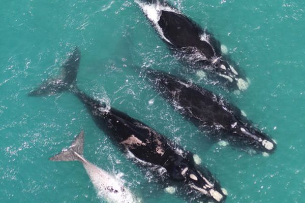 Scientists Voice Concerns over Imminent Extinction Risk to Whales