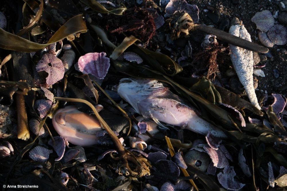 A Mass Die-Off of Marine Animals in Russia’s Kamchatka Region