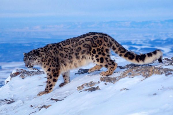 Snow Leopard Habitat Shrinks amid Climate Change Crisis