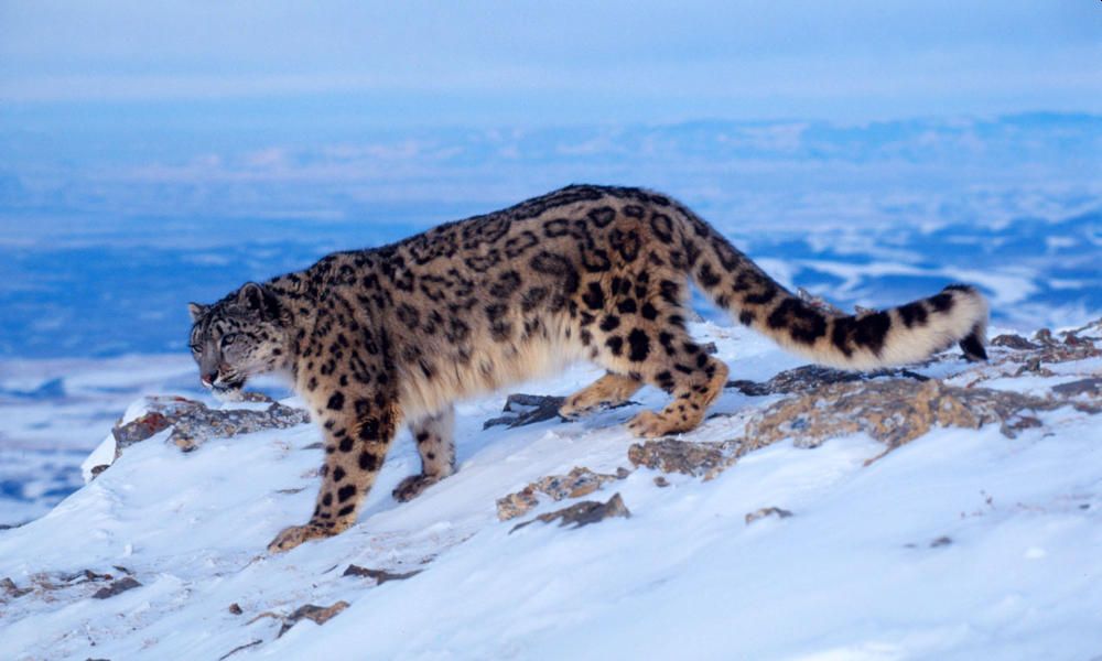 Snow Leopard Habitat Shrinks amid Climate Change Crisis