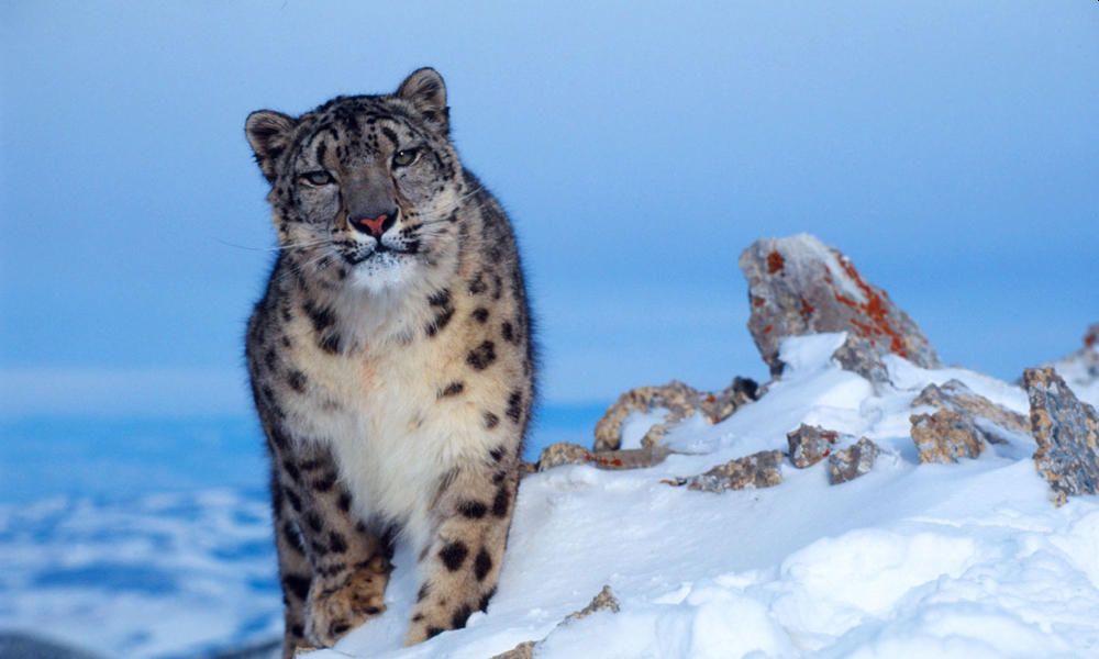 Snow Leopard Habitat Shrinks amid Climate Change Crisis