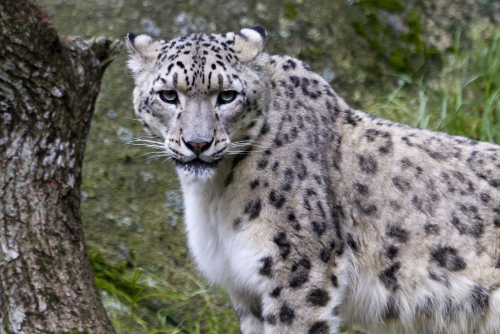 snow leopard image