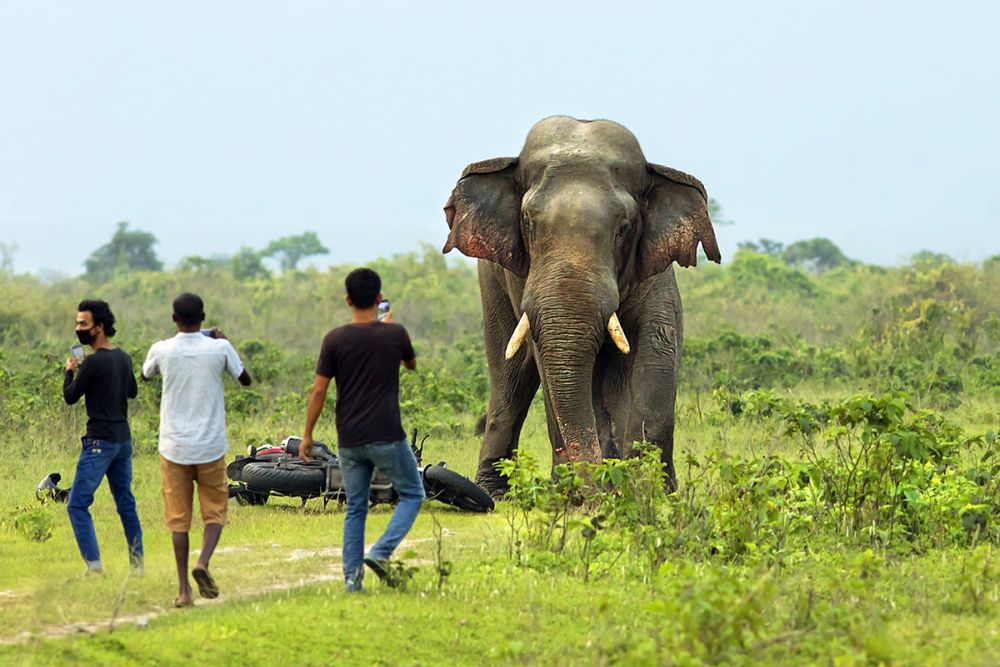 Asian Elephant Populations decline in India despite Various Conservation Efforts