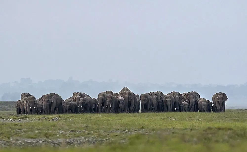 Asian Elephant Populations decline in India despite Various Conservation Efforts