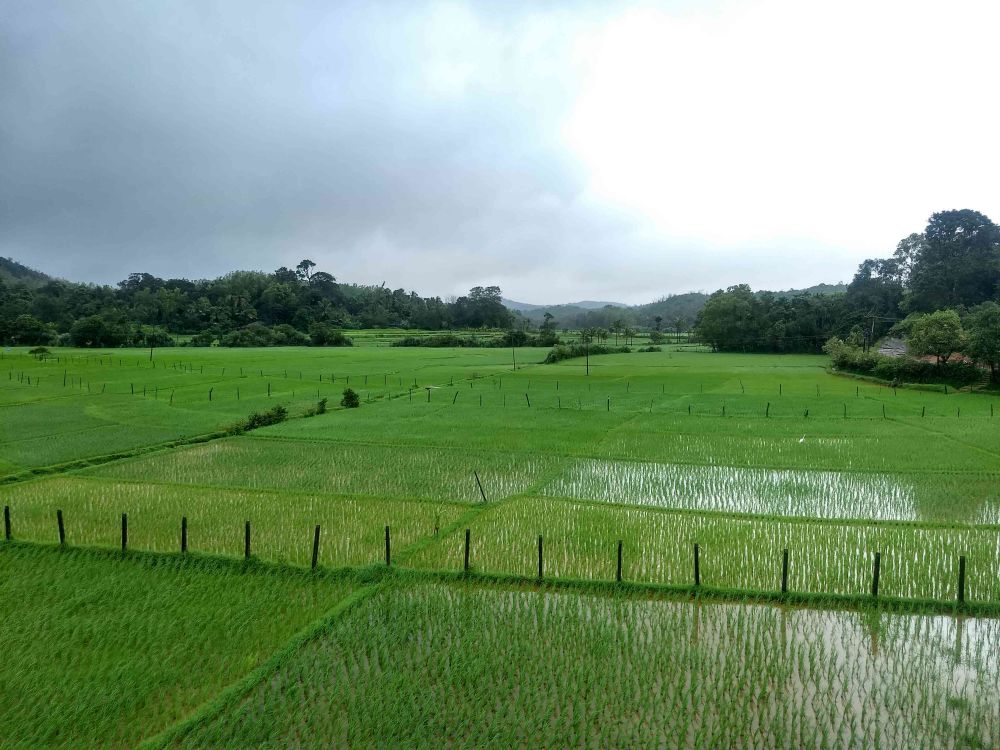 Necessity to Preserve the Freshwater Swamps of Western Ghats