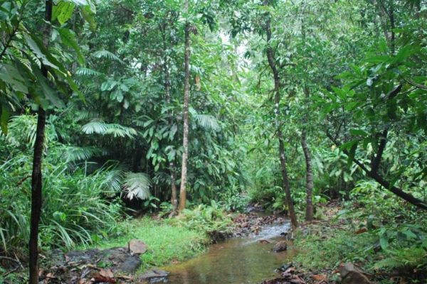 Necessity to Preserve the Freshwater Swamps of Western Ghats