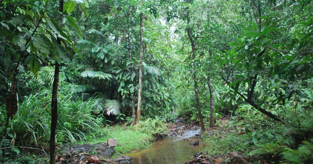 Necessity to Preserve the Freshwater Swamps of Western Ghats