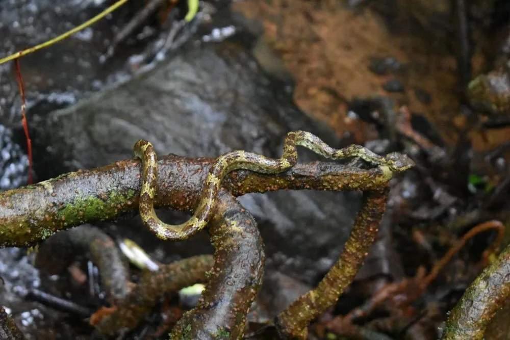 Necessity to Preserve the Freshwater Swamps of Western Ghats