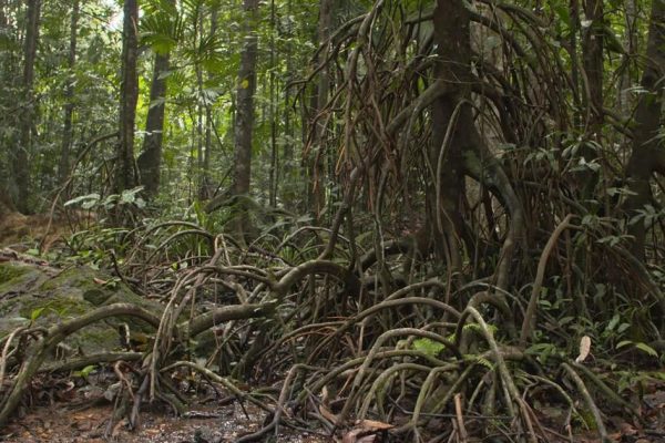 Necessity to Preserve the Freshwater Swamps of Western Ghats