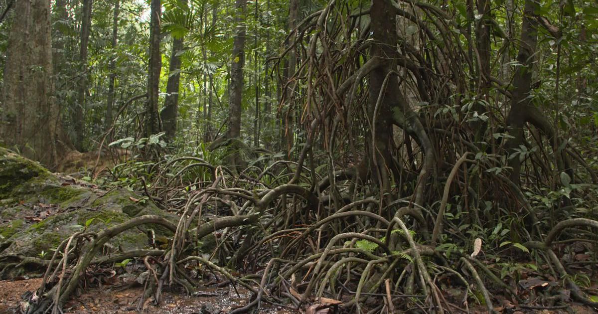 Necessity to Preserve the Freshwater Swamps of Western Ghats