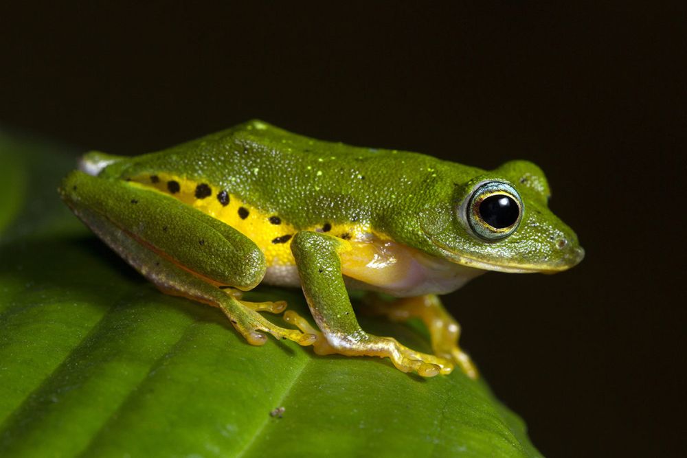 Necessity to Preserve the Freshwater Swamps of Western Ghats