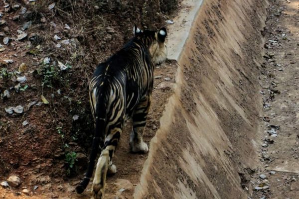 Extremely Rare Melanistic Tiger Photographed in Odisha’s Nandankanan Sanctuary