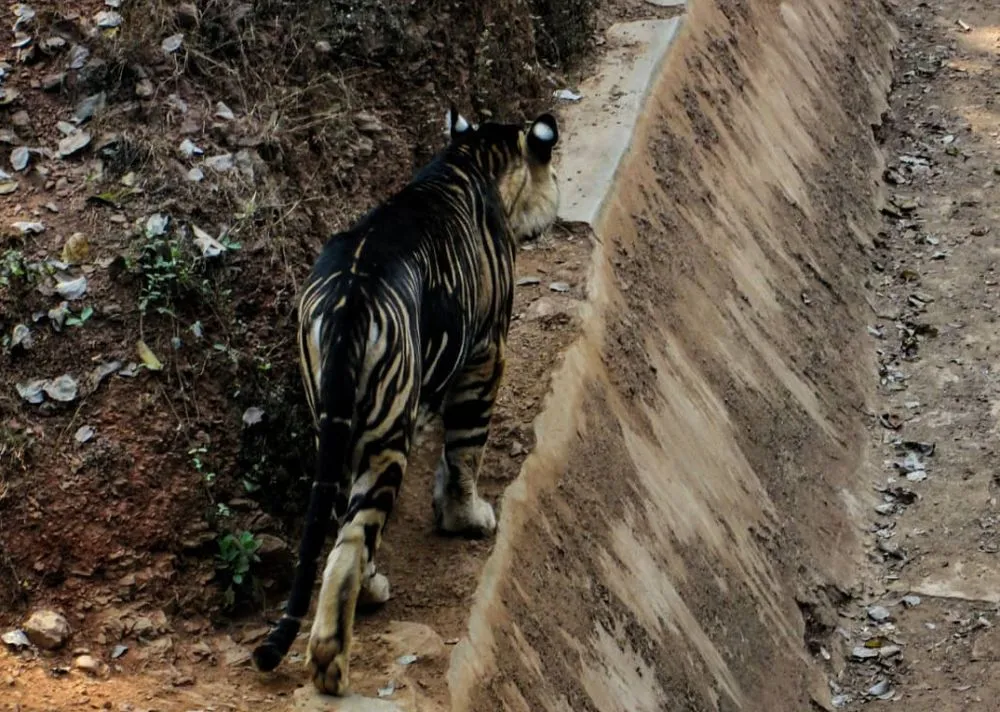 Extremely Rare Melanistic Tiger Photographed in Odisha’s Nandankanan Sanctuary