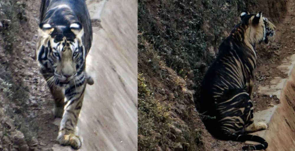 Extremely Rare Melanistic Tiger Photographed in Odisha’s Nandankanan Sanctuary