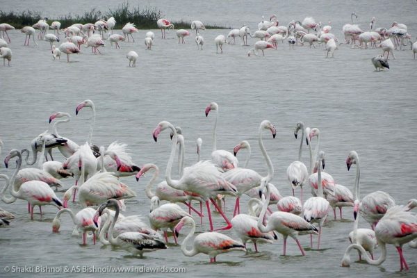 Migratory Birds Swarm Wildlife Sanctuaries of Tamil Nadu