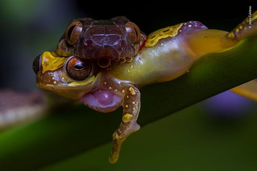 Nature on Hunt: These Wildlife Photographs Depict the Vicious Circle of Life