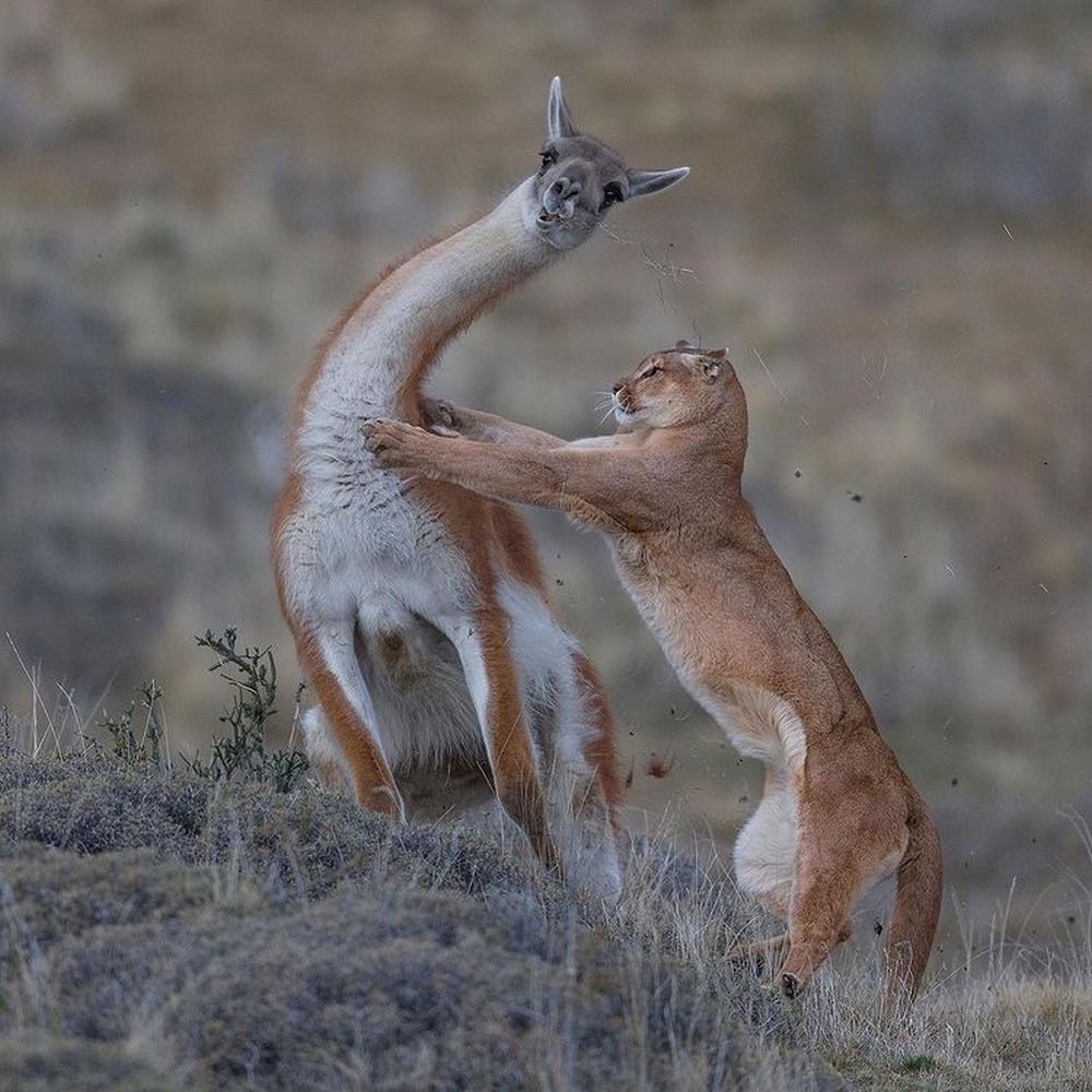 Nature on Hunt: These Wildlife Photographs Depict the Vicious Circle of Life