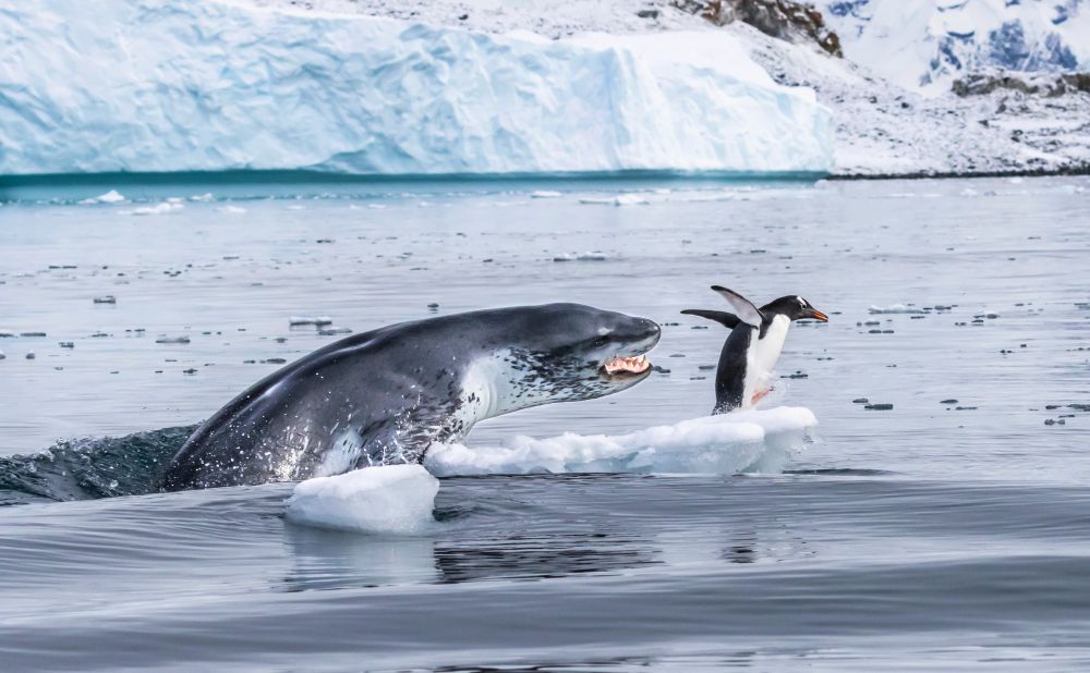 Nature on Hunt: These Wildlife Photographs Depict the Vicious Circle of Life