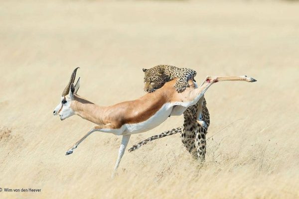 Nature on Hunt: These Wildlife Photographs Depict the Vicious Circle of Life