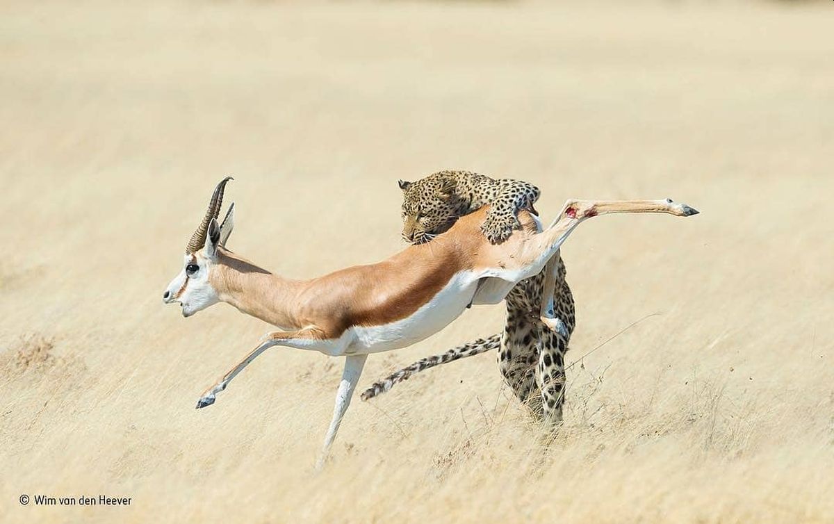 Nature on Hunt: These Wildlife Photographs Depict the Vicious Circle of Life